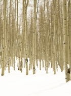 aspens-in-snow