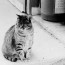 Tiger the cat