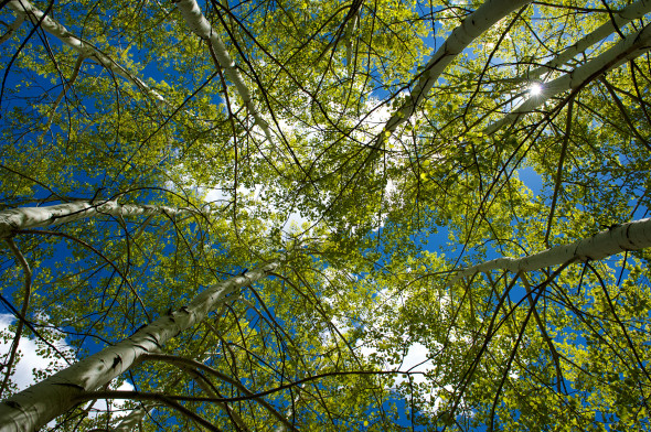UpAspenTrees
