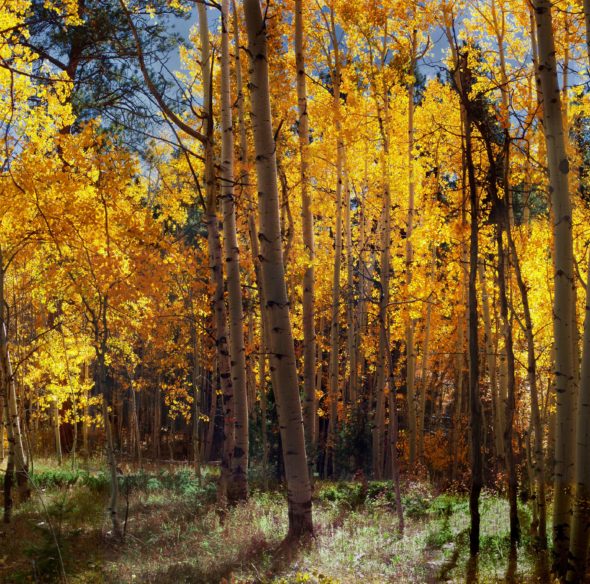 Aspens in Fall