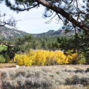 Aspen changing-Fall SMC30