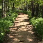 home-path-of-meditation
