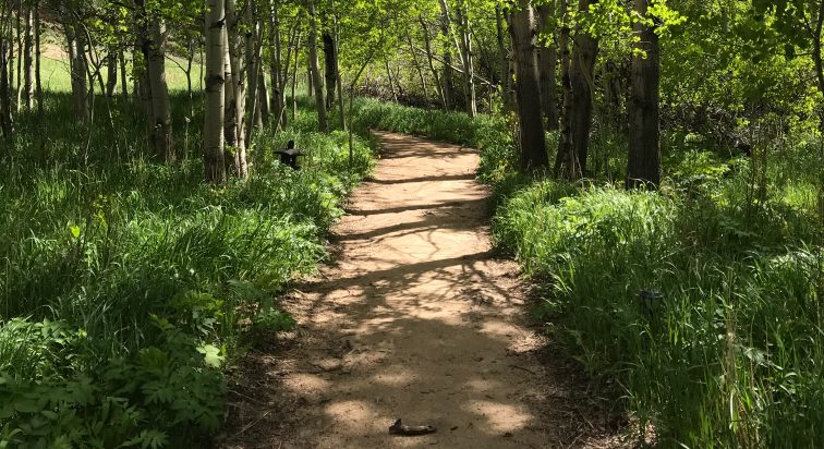 home-path-of-meditation