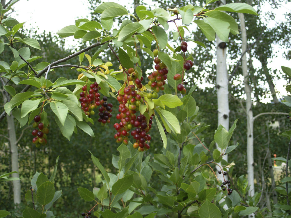 Chokecherry