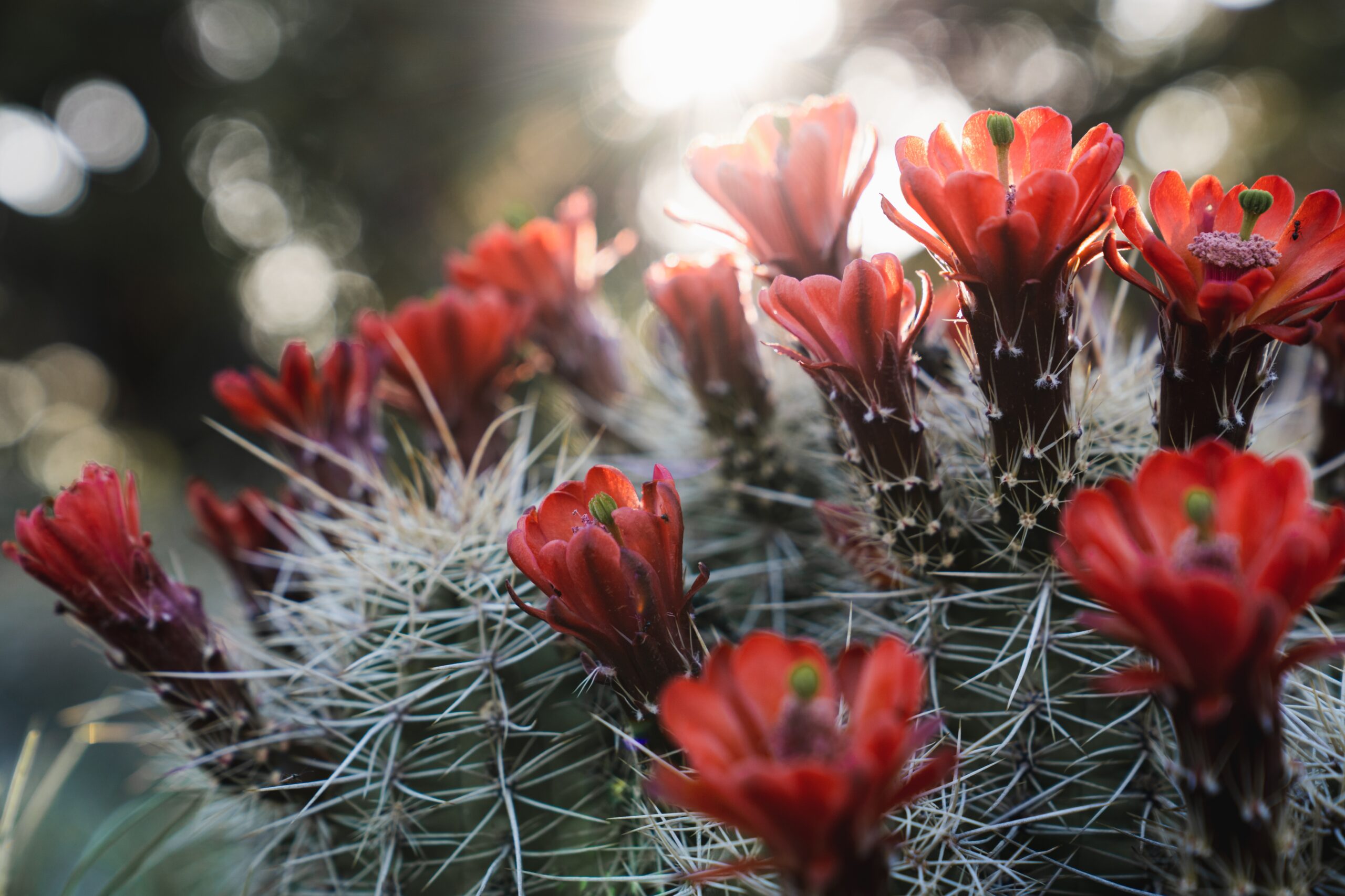 earthswell-couEBw5i_8M-unsplash