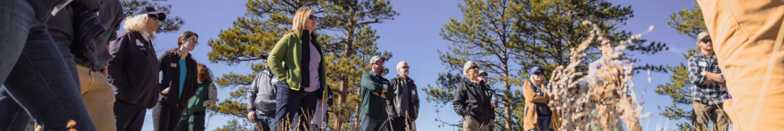 eco-forestry-banner