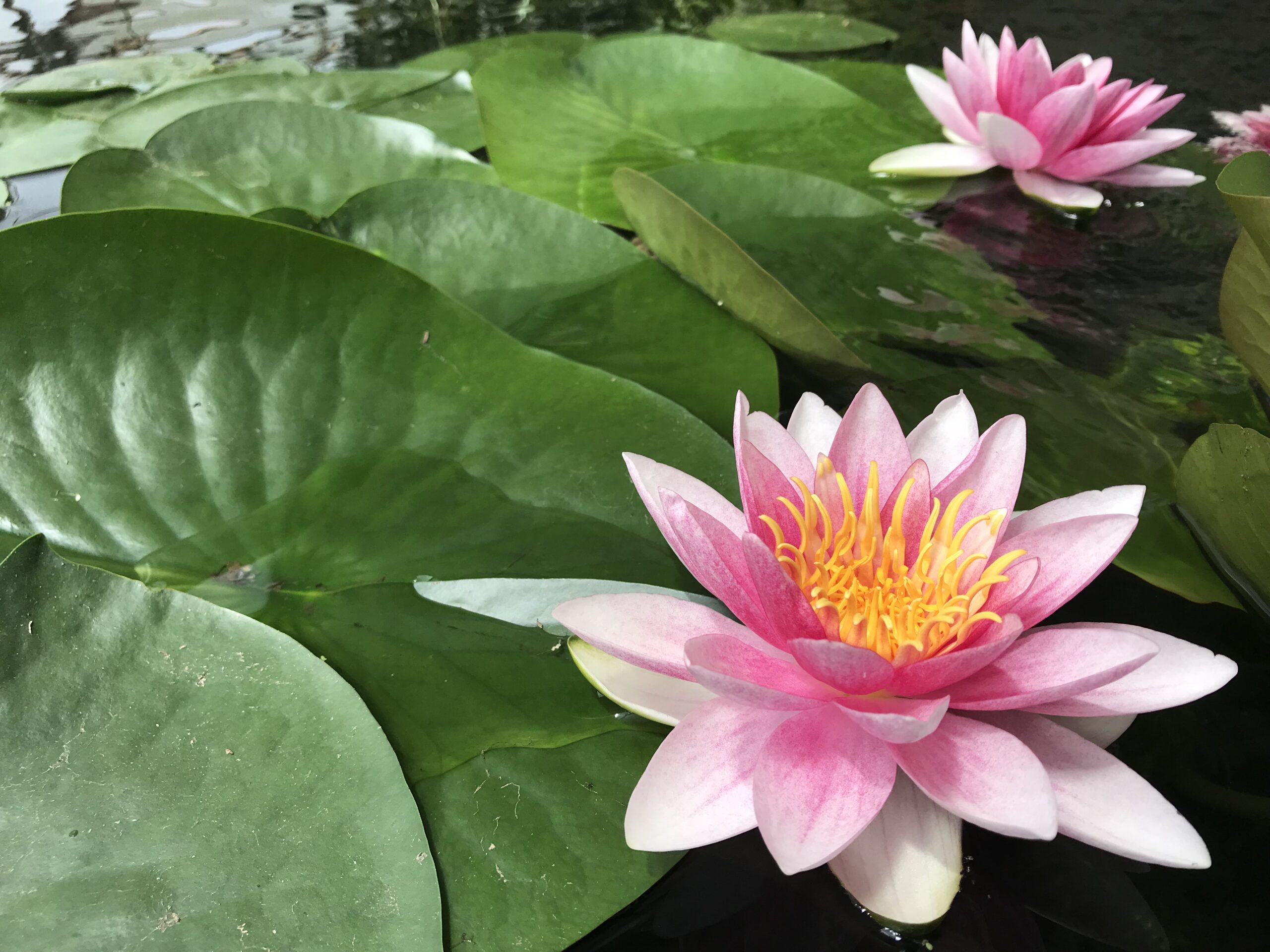 lotus_nature_land