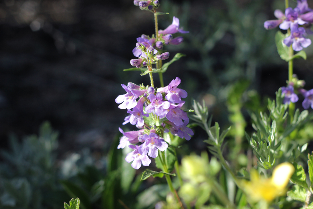 purple-flowers