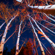 Starry Night Sky Through Trees