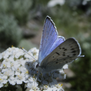 SAMSUNG DIGITAL CAMERA