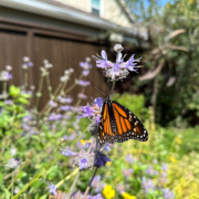 Monarch 1