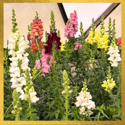 Snapdragons Gold Border (1)